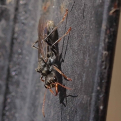 Myrmecia sp., pilosula-group (Jack jumper) at O'Connor, ACT - 27 Mar 2023 by ConBoekel