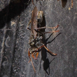 Myrmecia sp., pilosula-group at O'Connor, ACT - 28 Mar 2023