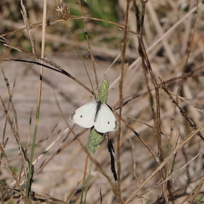 Pieris rapae (Cabbage White) at O'Connor, ACT - 27 Mar 2023 by ConBoekel