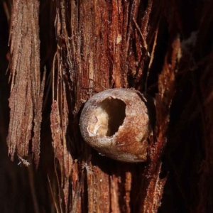 Limacodidae (family) at O'Connor, ACT - 28 Mar 2023