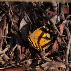 Heteronympha merope (Common Brown Butterfly) at O'Connor, ACT - 27 Mar 2023 by ConBoekel