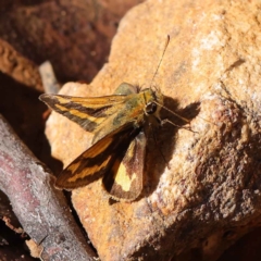 Ocybadistes walkeri (Green Grass-dart) at O'Connor, ACT - 27 Mar 2023 by ConBoekel