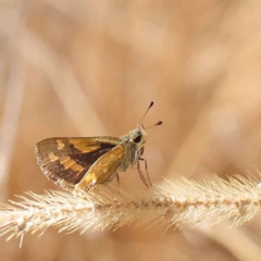 Ocybadistes walkeri (Green Grass-dart) at O'Connor, ACT - 27 Mar 2023 by ConBoekel