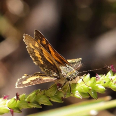 Ocybadistes walkeri (Green Grass-dart) at O'Connor, ACT - 27 Mar 2023 by ConBoekel