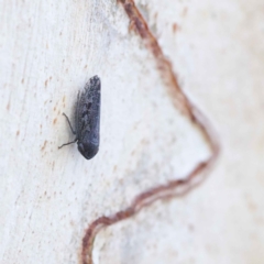 Cicadellidae (family) (Unidentified leafhopper) at O'Connor, ACT - 28 Mar 2023 by ConBoekel