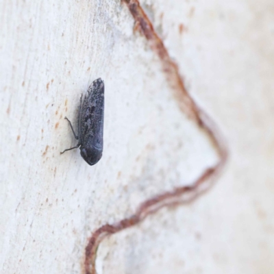 Unidentified Leafhopper or planthopper (Hemiptera, several families) at O'Connor, ACT - 27 Mar 2023 by ConBoekel