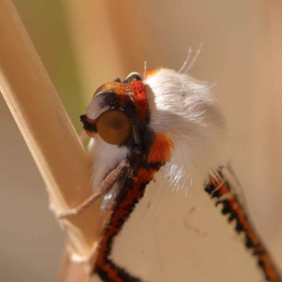 Thalaina clara (Clara's Satin Moth) at O'Connor, ACT - 27 Mar 2023 by ConBoekel