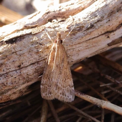 Eudonia cleodoralis (A Crambid moth) at O'Connor, ACT - 28 Mar 2023 by ConBoekel