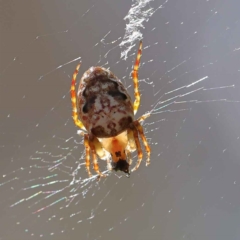 Plebs eburnus (Eastern bush orb-weaver) at O'Connor, ACT - 28 Mar 2023 by ConBoekel