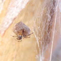 Cryptachaea veruculata (Diamondback comb-footed spider) at O'Connor, ACT - 28 Mar 2023 by ConBoekel