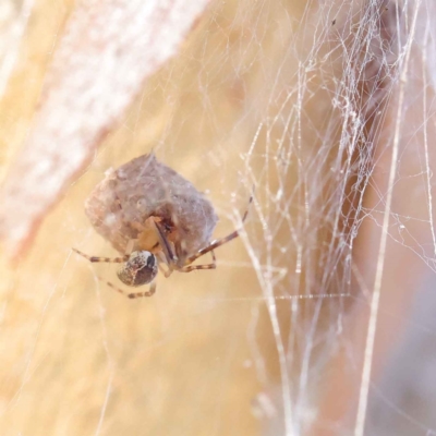 Cryptachaea veruculata (Diamondback comb-footed spider) at O'Connor, ACT - 28 Mar 2023 by ConBoekel