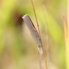 Culladia cuneiferellus (Crambinae moth) at O'Connor, ACT - 28 Mar 2023 by ConBoekel