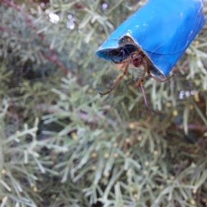 Phonognatha graeffei at Acton, ACT - 18 Apr 2023