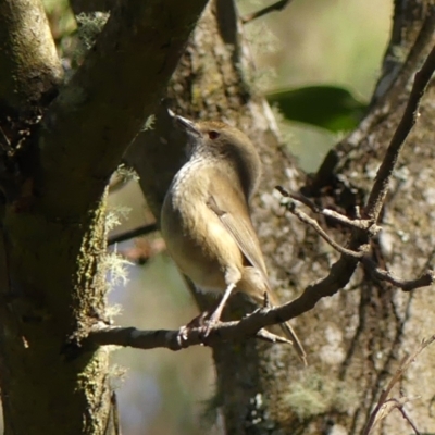 Acanthiza pusilla (Brown Thornbill) at Berrima, NSW - 16 May 2023 by Curiosity