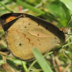 Heteronympha merope (Common Brown Butterfly) at Dunlop, ACT - 25 Nov 2022 by michaelb