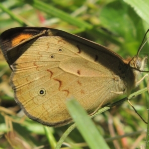 Heteronympha merope at Dunlop, ACT - 25 Nov 2022 01:40 PM