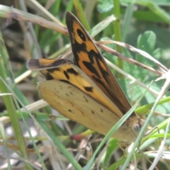 Heteronympha merope at Dunlop, ACT - 25 Nov 2022 01:40 PM