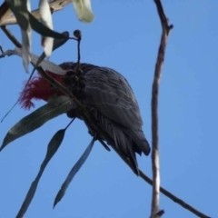 Callocephalon fimbriatum at Watson, ACT - suppressed