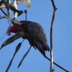 Callocephalon fimbriatum at Watson, ACT - suppressed