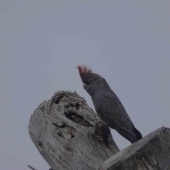 Callocephalon fimbriatum (Gang-gang Cockatoo) at Watson, ACT - 28 May 2023 by AniseStar