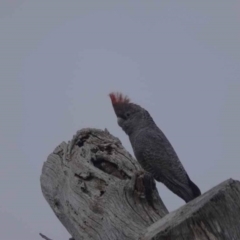 Callocephalon fimbriatum (Gang-gang Cockatoo) at Watson, ACT - 27 May 2023 by AniseStar