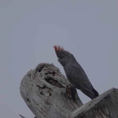 Callocephalon fimbriatum (Gang-gang Cockatoo) at Watson, ACT - 27 May 2023 by AniseStar