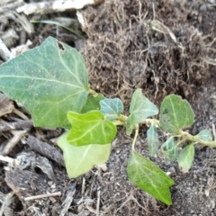 Hedera sp. (helix or hibernica) (Ivy) at Fadden, ACT - 28 May 2023 by KumikoCallaway