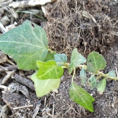 Hedera helix (Ivy) at Fadden, ACT - 28 May 2023 by KumikoCallaway