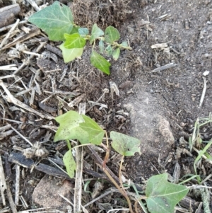 Hedera sp. (helix or hibernica) at Wanniassa Hill - 29 May 2023