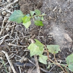 Hedera sp. (helix or hibernica) at Wanniassa Hill - 29 May 2023