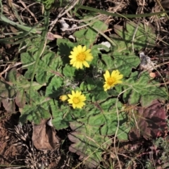 Cymbonotus sp. (preissianus or lawsonianus) (Bears Ears) at Budjan Galindji (Franklin Grassland) Reserve - 27 Aug 2022 by AndyRoo