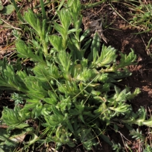 Leptorhynchos squamatus subsp. squamatus at Harrison, ACT - 27 Aug 2022