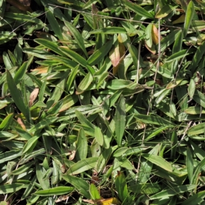 Plantago varia (Native Plaintain) at Harrison, ACT - 27 Aug 2022 by AndyRoo