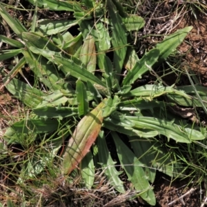 Plantago varia at Harrison, ACT - 27 Aug 2022