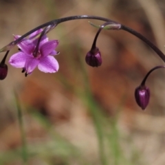 Arthropodium minus (Small Vanilla Lily) at Budjan Galindji (Franklin Grassland) Reserve - 18 Oct 2022 by AndyRoo
