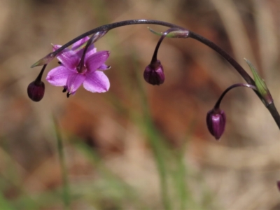 Arthropodium minus (Small Vanilla Lily) at Harrison, ACT - 18 Oct 2022 by AndyRoo