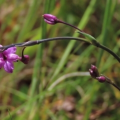 Arthropodium minus (Small Vanilla Lily) at Budjan Galindji (Franklin Grassland) Reserve - 18 Oct 2022 by AndyRoo