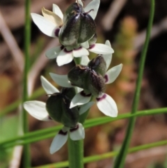 Wurmbea dioica subsp. dioica (Early Nancy) at Budjan Galindji (Franklin Grassland) Reserve - 18 Oct 2022 by AndyRoo