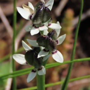 Wurmbea dioica subsp. dioica at Harrison, ACT - 19 Oct 2022 10:59 AM