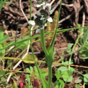 Wurmbea dioica subsp. dioica at Harrison, ACT - 19 Oct 2022 10:59 AM