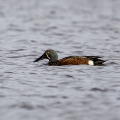 Spatula rhynchotis (Australasian Shoveler) at Jerrabomberra Wetlands - 30 May 2023 by trevsci