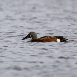 Spatula rhynchotis at Fyshwick, ACT - 30 May 2023