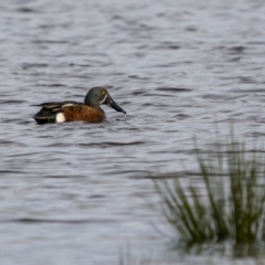 Spatula rhynchotis at Fyshwick, ACT - 30 May 2023