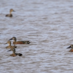 Spatula rhynchotis at Fyshwick, ACT - 30 May 2023