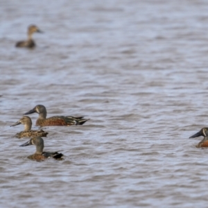 Spatula rhynchotis at Fyshwick, ACT - 30 May 2023