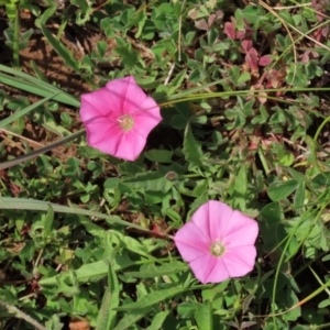 Convolvulus angustissimus subsp. angustissimus at Harrison, ACT - 19 Oct 2022