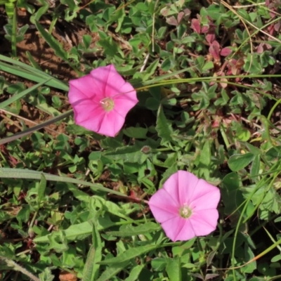 Convolvulus angustissimus subsp. angustissimus (Australian Bindweed) at Harrison, ACT - 19 Oct 2022 by AndyRoo