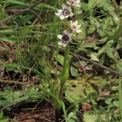 Wurmbea dioica subsp. dioica (Early Nancy) at Budjan Galindji (Franklin Grassland) Reserve - 19 Oct 2022 by AndyRoo