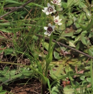 Wurmbea dioica subsp. dioica at Harrison, ACT - 19 Oct 2022