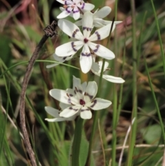 Wurmbea dioica subsp. dioica at Harrison, ACT - 19 Oct 2022 12:13 PM